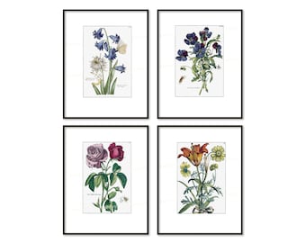 Botanical Prints Digital Download Antique Flower Colored Engravings 18th Century European Botany Flowers Insects Home Decor Interiors cg