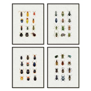 Insects Beetles Digital Download Set of 4 Natural History Entomology Book Plate Home Decor Antique Man Cave Old Bugs Wall Art Printable
