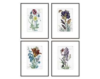 Digital Prints Download Antique Botanical Flower Colored Engravings 18th Century European Botany Insects Floral Home Decor Interiors cg