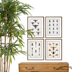 Insects Entomology Digital Download Prints Gallery Wall Art Set Bugs Beetles Spiders Antique 19th Century Drawing Home Decor Set of 4 bx