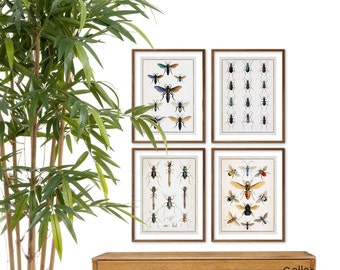 Insects Entomology Digital Download Prints Gallery Wall Art Set Bugs Beetles Spiders Antique 19th Century Drawing Home Decor Set of 4 bx