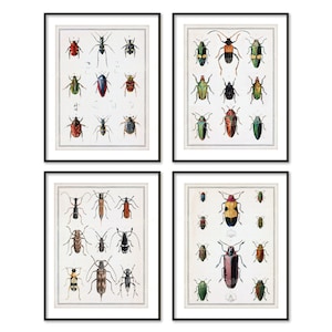 Entomology Insect Prints Digital Download Antique 19th Century Drawing Bugs Beetles Spiders Home Decor Printable Wall Art bx