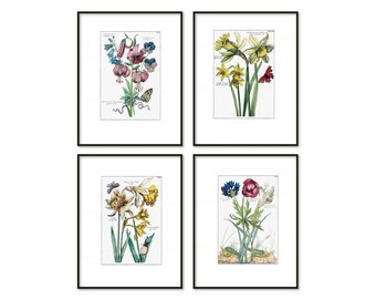 Digital Prints Antique Botanical Garden Flower Colored Engravings 18th Century European Botany Insects Floral Home Decor Interiors cg