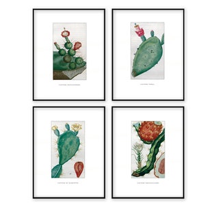 Könnte beinhalten: Set aus vier botanischen Vintage-Illustrationen mit verschiedenen Kaktusarten. Jede Illustration ist in Schwarz gerahmt und zeigt eine detaillierte Darstellung des Kaktus mit seinen Blättern, Blüten und Stacheln. Die Illustrationen sind mit den wissenschaftlichen Namen der Kaktusarten beschriftet.