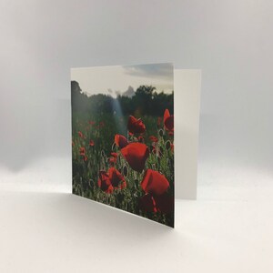 Tarjeta de felicitación Campo de amapolas - 14 cm X 14 cm (cuando está plegada) - interior en blanco