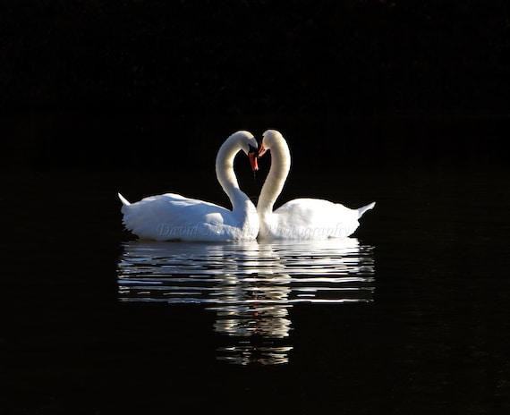 photo----two swans.