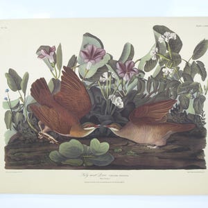 Op de afbeelding: Een vintage prent van twee bruine vogels met uitgespreide vleugels, tegenover elkaar. De vogels worden omringd door groene bladeren, paarse en witte bloemen, met de tekst "Fly nest Love" onderaan.