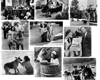 Won Ton Ton, el perro que salvó Hollywood. Fotografías en blanco y negro de la película. Lote de 9: 5 de 18 x 24 cm y 4 de 20 x 23 cm.