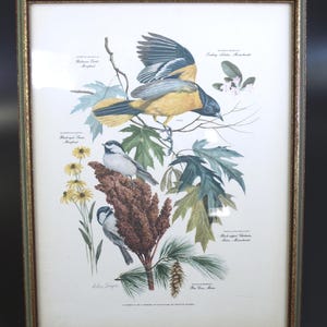 Arthur Singerアーサーシンガー！フラミンゴバレット。鳥のArtist Arthur Singerアーサーシンガー！フラミンゴバレット。鳥の