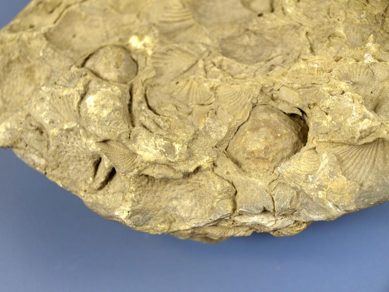 Embedded Shell Prehistoric Bryozoan Fossils in Sedimentary Rock, Undated - Specimen ...