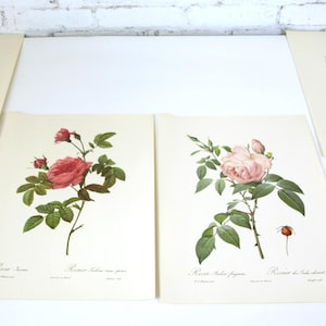 Rose Flower Imprimerie De Remond Species Naturalists French Lithograph Prints - Rosa Campanulata Alba, Indica Fragrans, Sertulata & Inermis