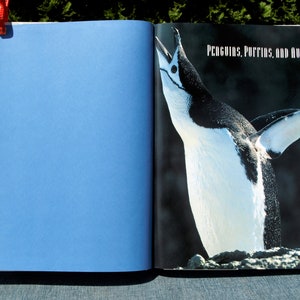 Penguins, Puffins, and Auks Their Lives and Behavior - text by William Ashworth photographs and drawings by Art Wolfe 1993 HC Nature Book