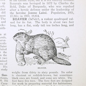 May include: A black and white illustration of a beaver, a rodent valued for its fur. The beaver is sitting on a log with its tail behind it. The text "BEAVER" is printed below the image.