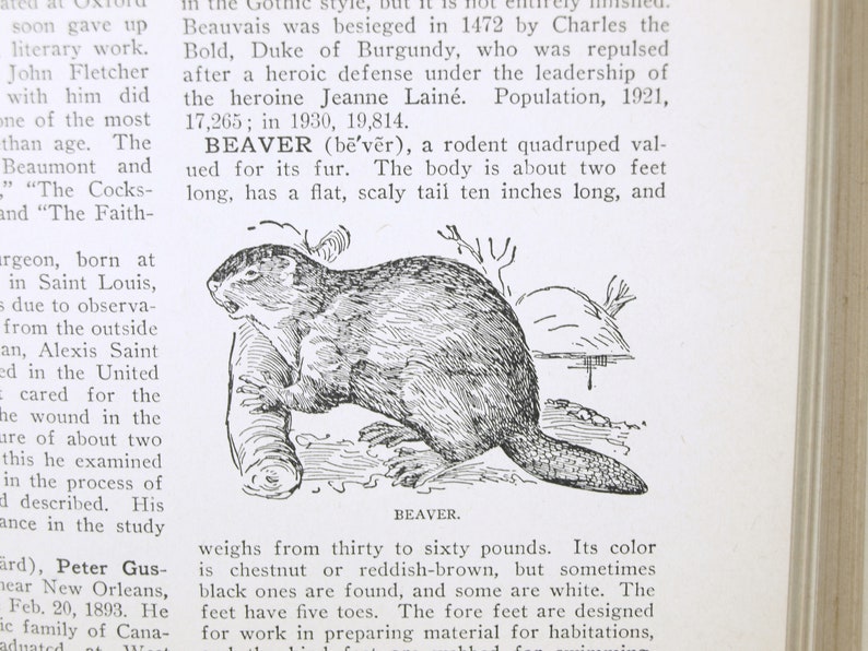 May include: A black and white illustration of a beaver, a rodent valued for its fur. The beaver is sitting on a log with its tail behind it. The text "BEAVER" is printed below the image.