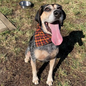 May include: A blue and tan dog with a black and white checkered bandana is sitting on the grass with its tongue sticking out. The dog is looking up and smiling.