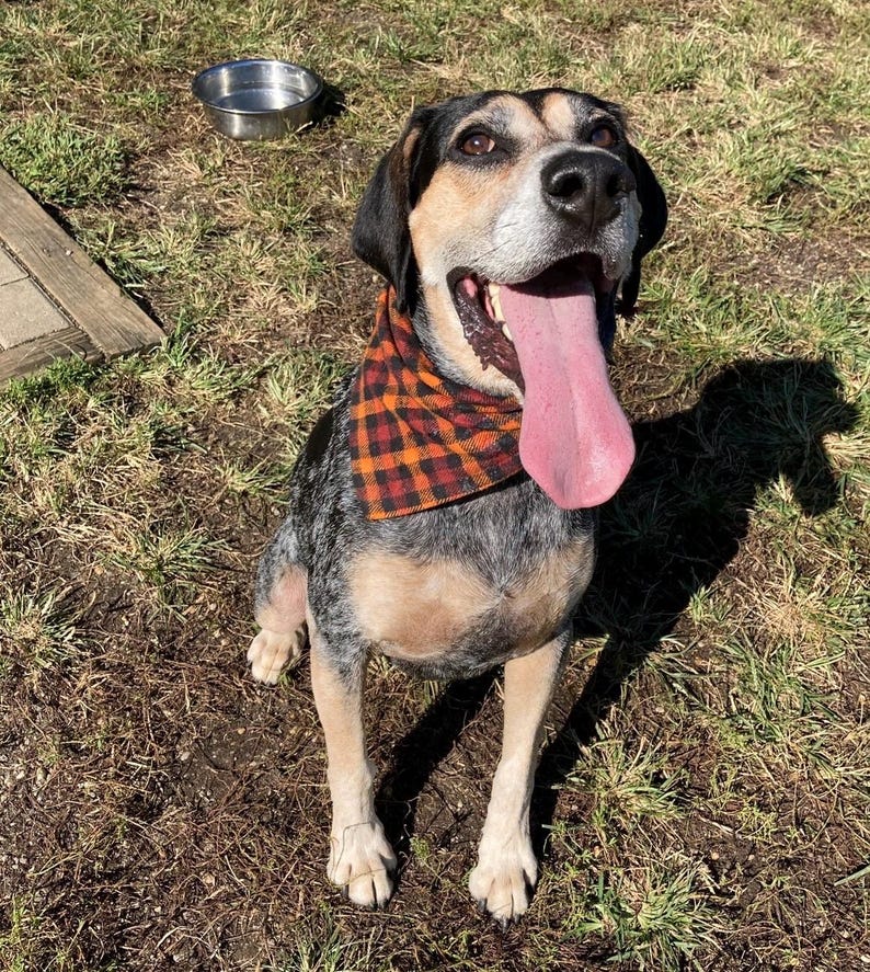 May include: A blue and tan dog with a black and white checkered bandana is sitting on the grass with its tongue sticking out. The dog is looking up and smiling.