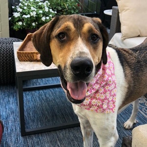 May include: A brown and white dog with a pink bandana with white flowers on it. The dog is looking at the camera and has its tongue sticking out.