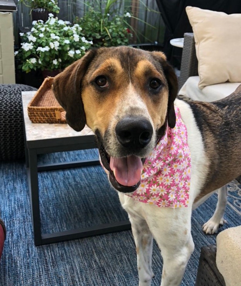 May include: A brown and white dog with a pink bandana with white flowers on it. The dog is looking at the camera and has its tongue sticking out.
