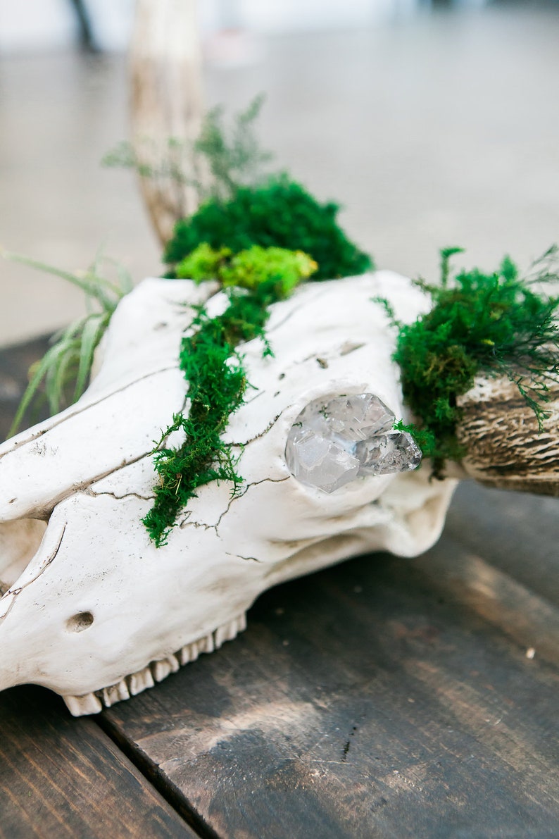 Moss Wall Skull Art Moss Decorated Faux Steer Skull Moss Etsy