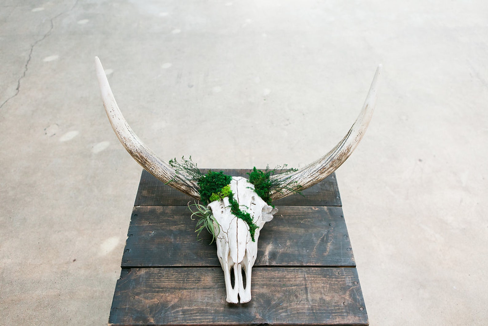 Moss Wall Skull Art Moss Decorated Faux Steer Skull Moss Etsy