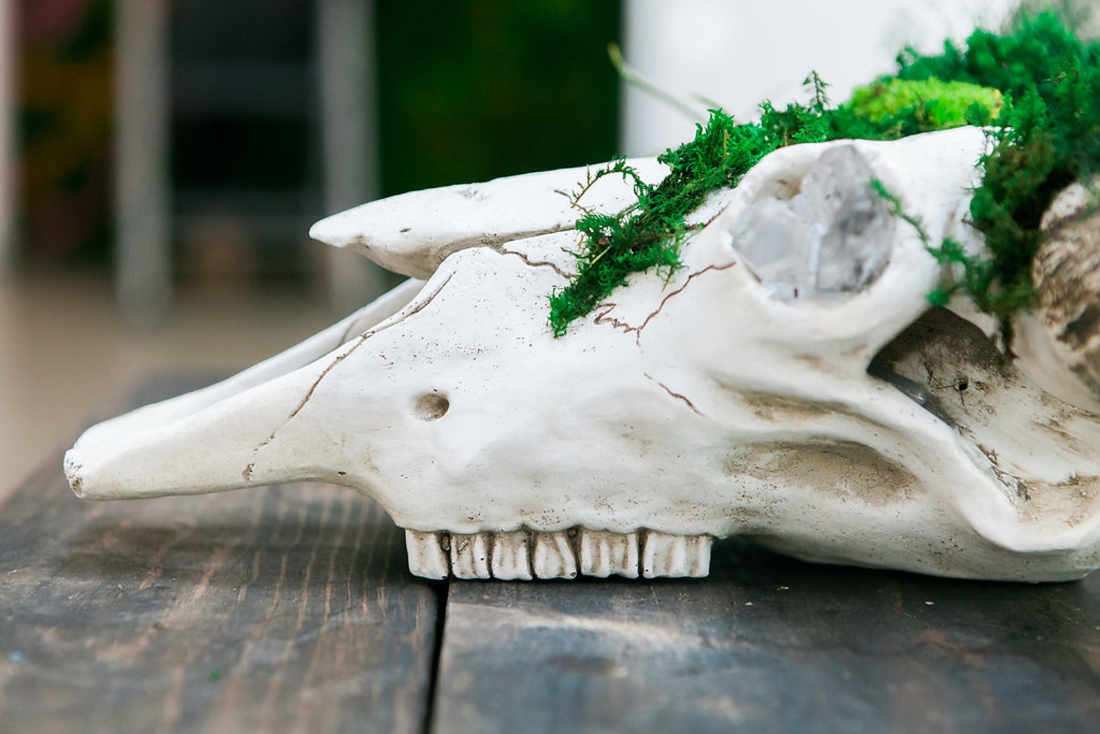 Moss Wall Skull Art Moss Decorated Faux Steer Skull Moss Etsy