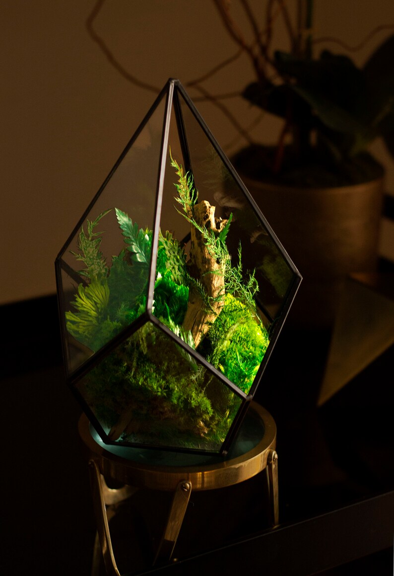 Preserved Moss Art Terrarium Real Moss Decor Living Moss Art Etsy