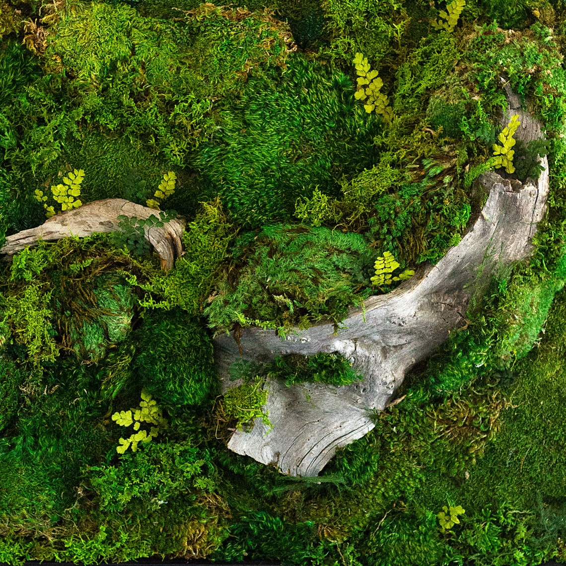 Moss Wall Art Moss Art Work REAL Preserved Moss No Etsy