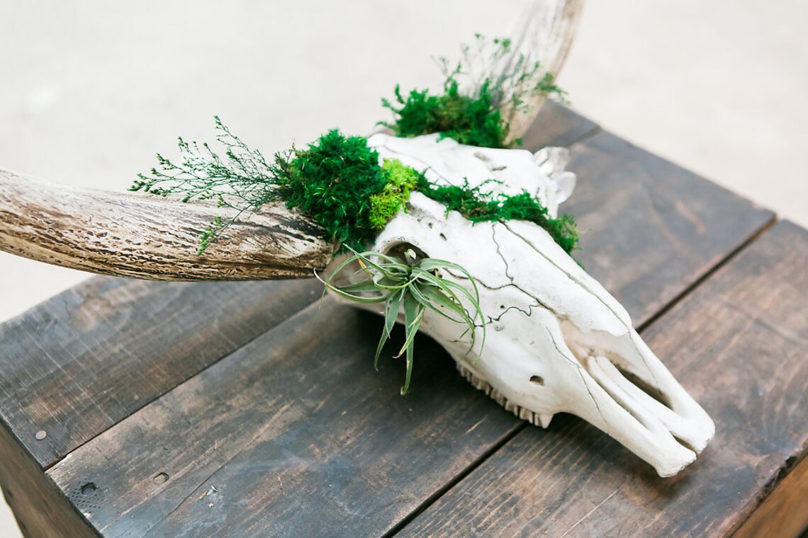 Moss Wall Skull Art Moss Decorated Faux Steer Skull Moss Etsy