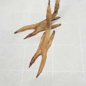 Two pairs budgie feet,bird feet,realistic feet for craft
