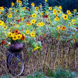 Sunflower Landscape