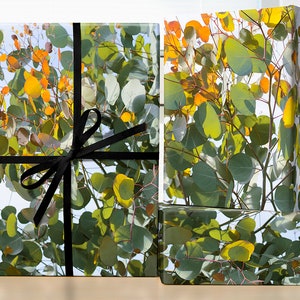 Eucalyptus Leafs Wrapping Paper Roll; Tree Wrapping Paper; Nature Gift Wrap; Eucalyptus Decoration, Eucalyptus Tree, Housewarming Gifting image 1