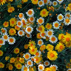 May include: A close-up image of a field of yellow and white daisies. The flowers are in full bloom and are growing in a lush green field.