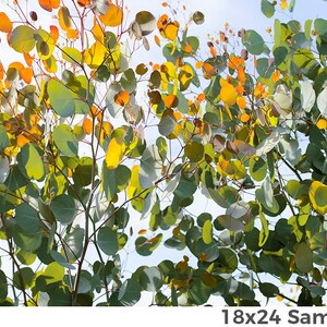 Eucalyptus Leafs Wrapping Paper Roll; Tree Wrapping Paper; Nature Gift Wrap; Eucalyptus Decoration, Eucalyptus Tree, Housewarming Gifting image 2
