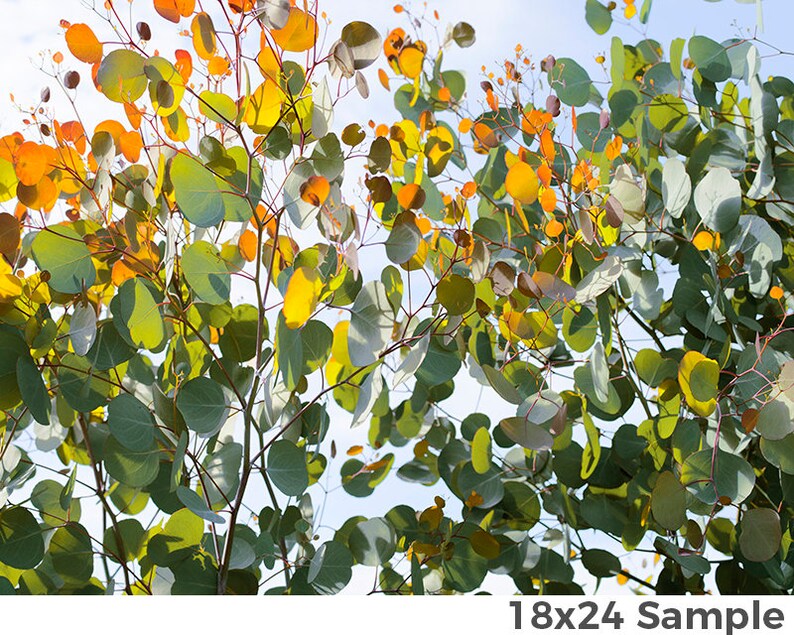 Eucalyptus Leafs Wrapping Paper Roll; Tree Wrapping Paper; Nature Gift Wrap; Eucalyptus Decoration, Eucalyptus Tree, Housewarming Gifting image 2
