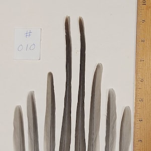 Perfect Matched Set GREY INDIAN RINGNECK Parakeet Parrot Tail Feathers 10+ inches #010