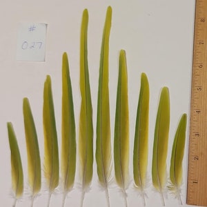 Perfect Matched Set GREEN INDIAN RINGNECK Parakeet Parrot Tail Feathers 8 inches #027