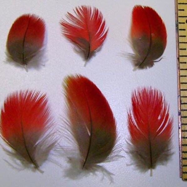 50 small RED Parrot and Macaw Feathers 1/4 inch to 2 inches CHOOSE your SIZES