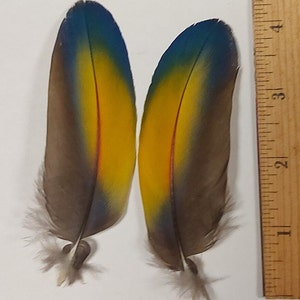 Gorgeous Matched Set Yellow Blue Scarlet Macaw Parrot Feathers 4-5 inches #068/070/#072