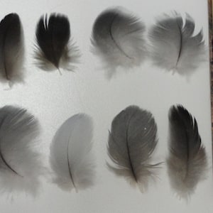 50 plumas grises de loro gris y guacamayo de 1/4 a 2 pulgadas ¡ELIGE TU TALLA!***