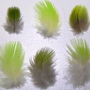May include: A selection of small, bright green and white feathers. The feathers are of various sizes and shapes, some with a solid green colour and others with a gradient. A ruler in inches is visible in the image.