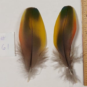 Gorgeous Matched Set Red Yellow Green Blue Macaw Parrot Feathers 4-5 inches #061/#062/063