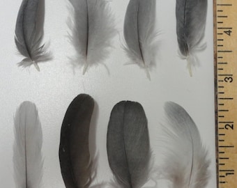 25 Grey Gray Parrot or Macaw Feathers 2 to 8 inches CHOOSE YOUR SIZES!***