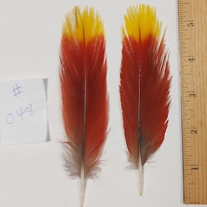 Matched Set RED & YELLOW ECLECTUS Parrot Tail Feathers 6 inches #048