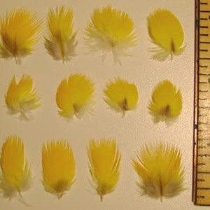 Puede incluir: Doce plumas de pájaro amarillas dispuestas en filas sobre una superficie blanca. Una regla es visible en el lado derecho de la imagen.