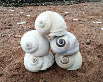 Moon-snails || 5 Small Moon-Snails || Succulent Holder || P.E.I. Shells || Atlantic Ocean Shells