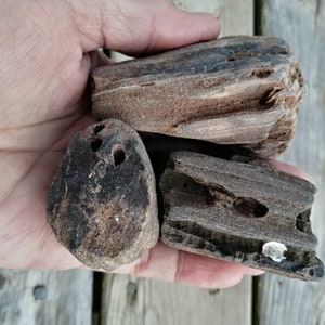 May include: Three pieces of petrified wood, one is a long, thin piece with a reddish-brown colour and a striped pattern, the other two are smaller and more rounded with a dark brown colour and a rough texture.
