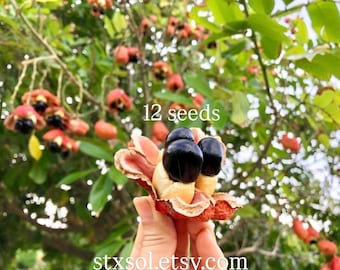 Ackee Seeds - 12 Organic Caribbean Seeds