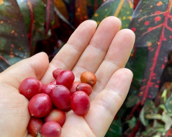SEEDS Lime berry Sweet Lime Limeberry Tropical Bonsai Citrus Organic Seeds West Indies Seed