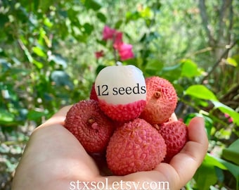 Lychee Seeds - Sweet Organic Variety - Lychees Seed