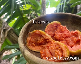 Pink Caribbean Guava Psidium Guajava Caribbean Fruit Seeds